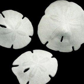 ARROWHEAD SAND DOLLAR 4-5"