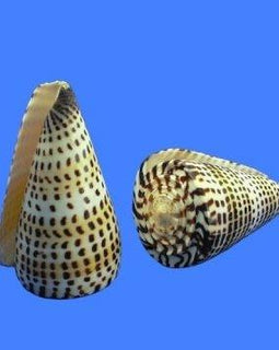 CONUS LITTERATUS SEASHELL 3-4