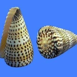 CONUS LITTERATUS SEASHELL 3-4